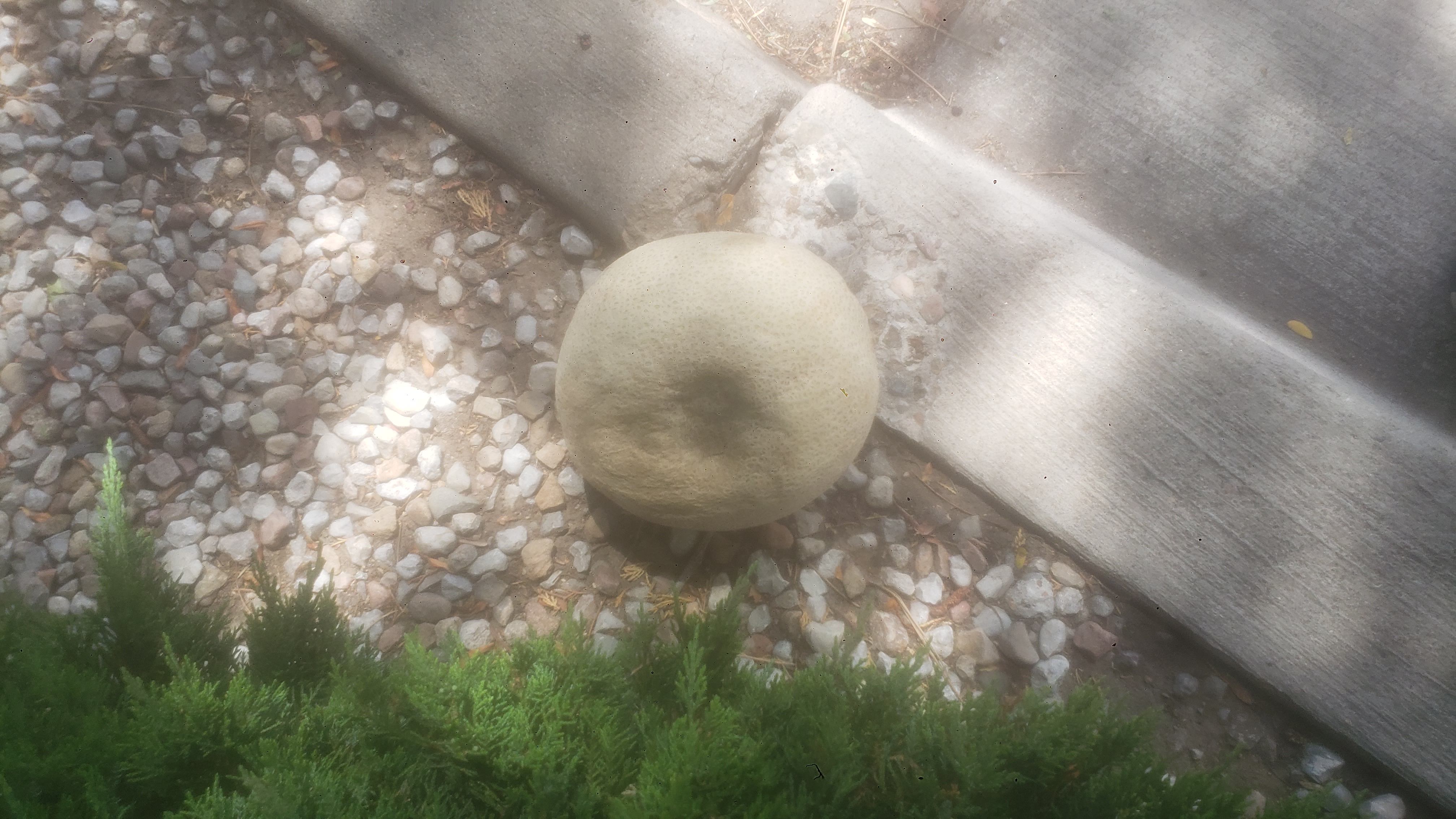 Bruised cantaloupe on a curb.